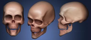 3D модель ЧЕЛОВЕЧЕСКИЙ ЧЕРЕП (STL)